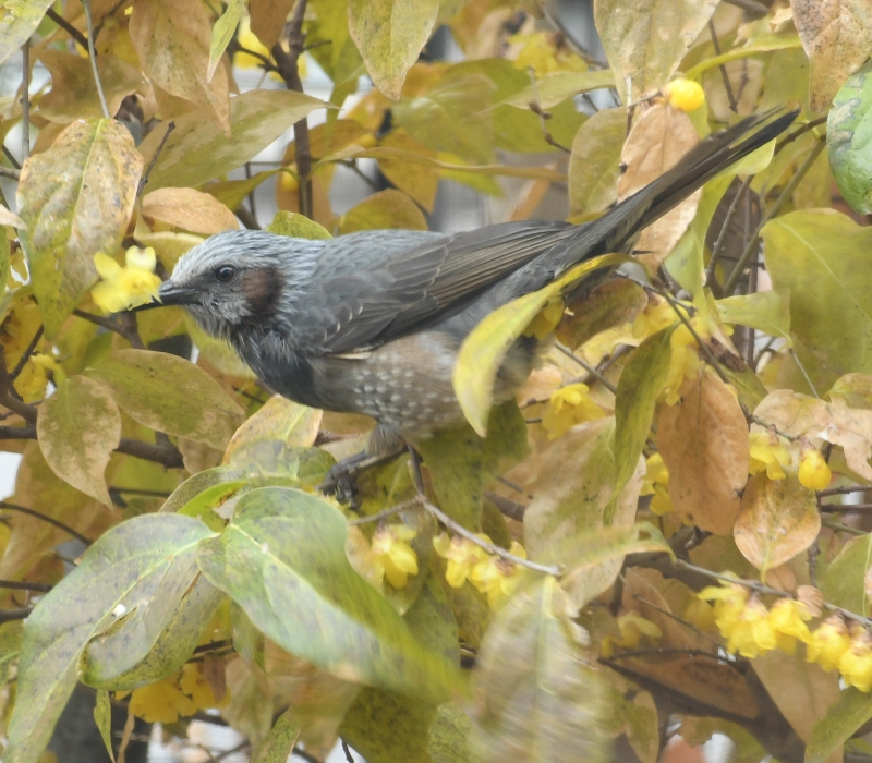 ロウバイの花を食べるヒヨドリ