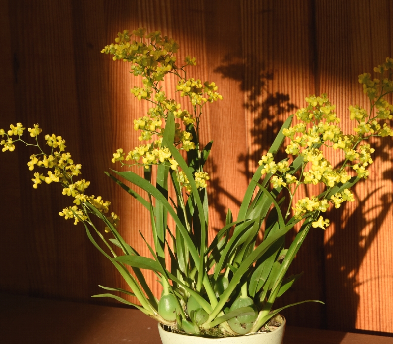 オンシジウムの園芸品種