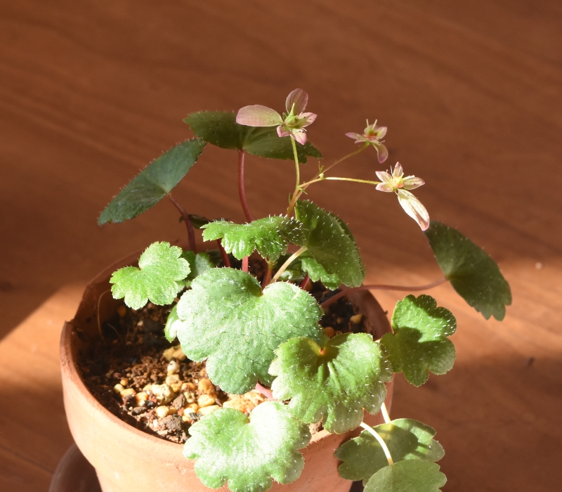 ダイモンジソウの園芸品種