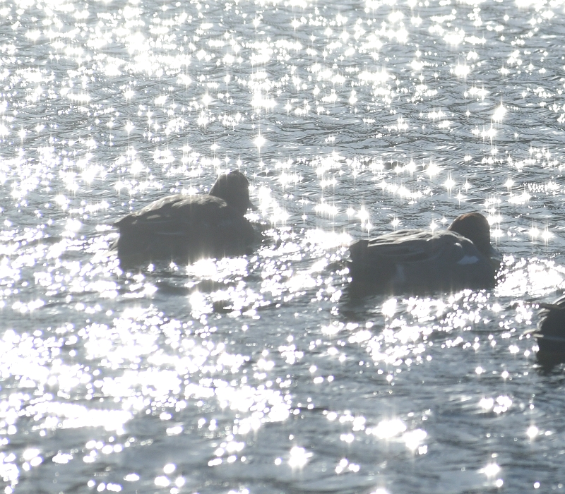 逆光で水面が輝く池のカモ