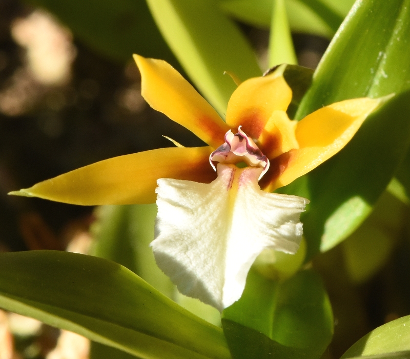 Dinema polybulbon