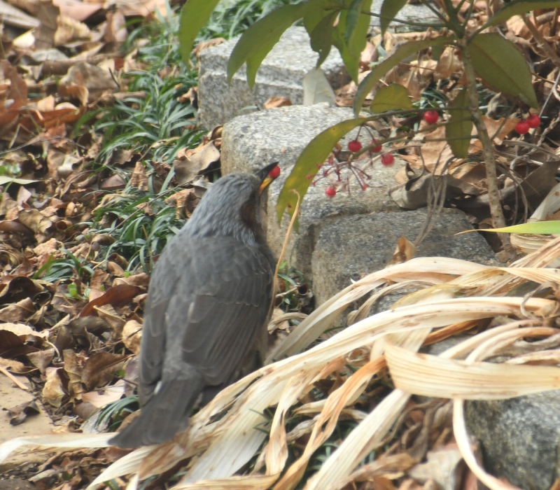 マンリョウの実をついばむヒヨドリ