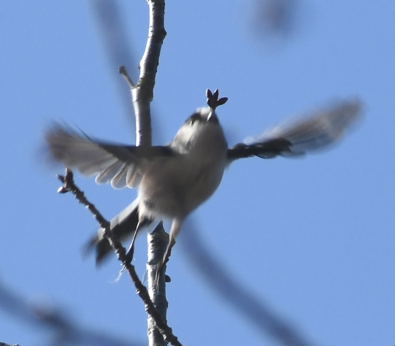 飛び立つエナガ