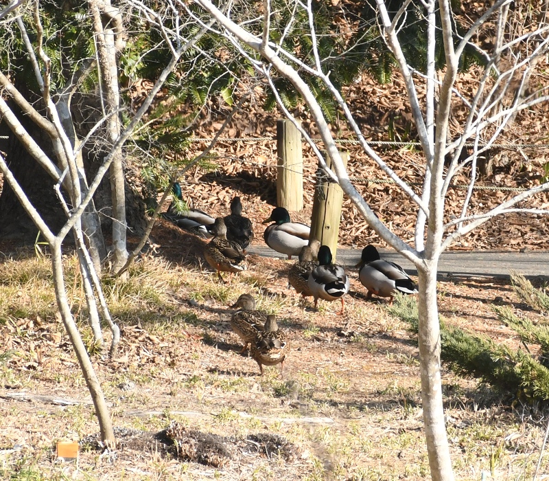 池から林の中へと歩いていくマガモ