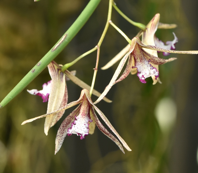 Dendrobium
