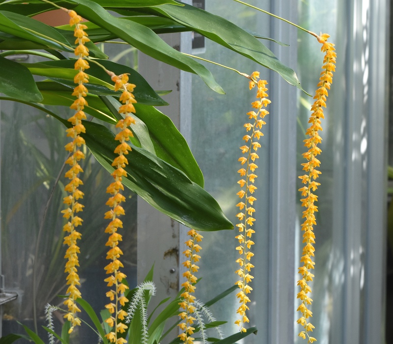 Dendrochilum cobbianum