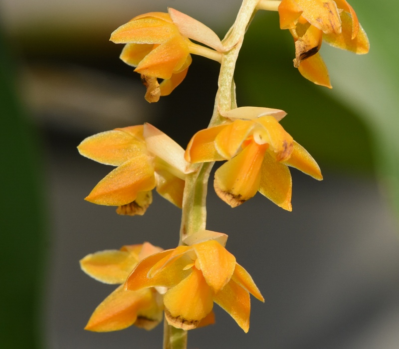 Dendrochilum cobbianum
