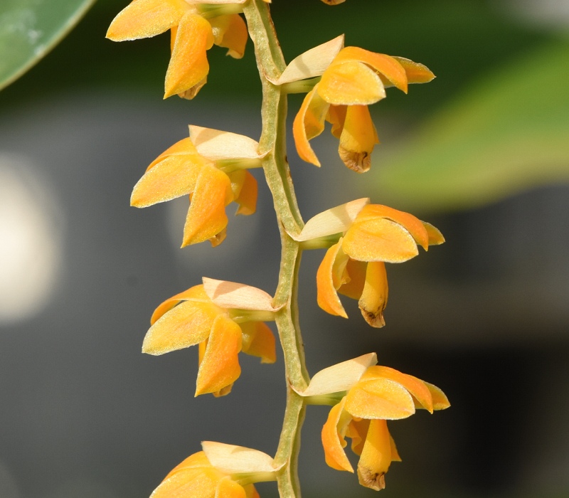 Dendrochilum cobbianum