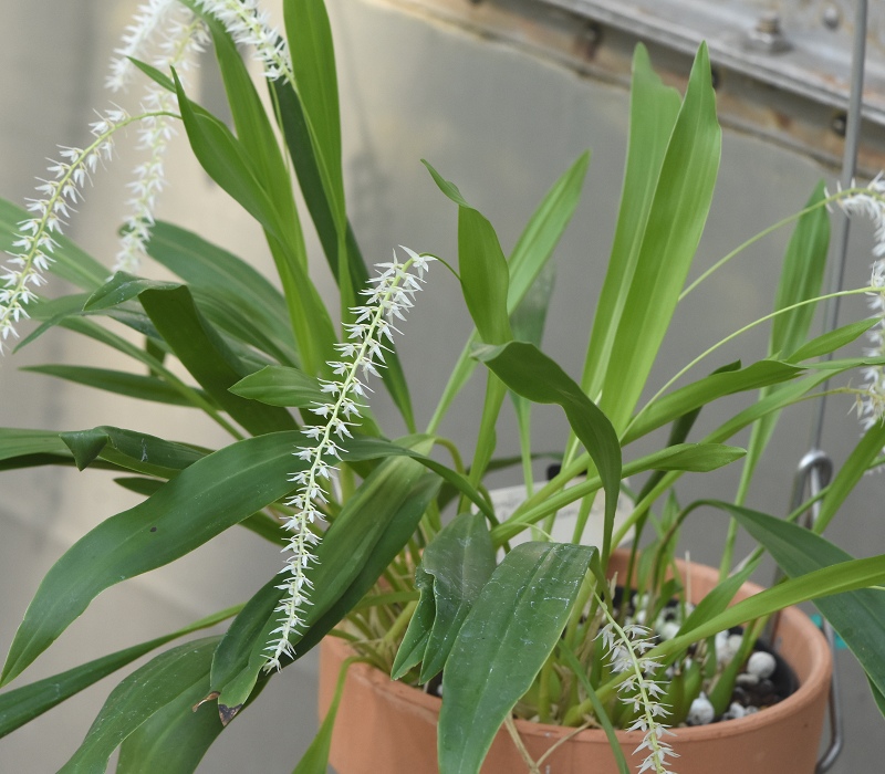 Dendrochilum glumaceum