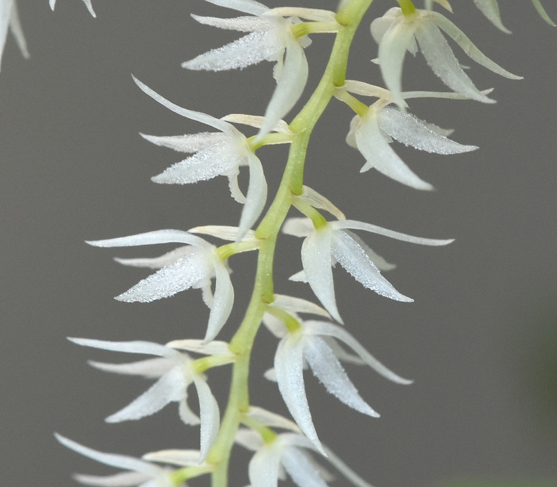 Dendrochilum glumaceum