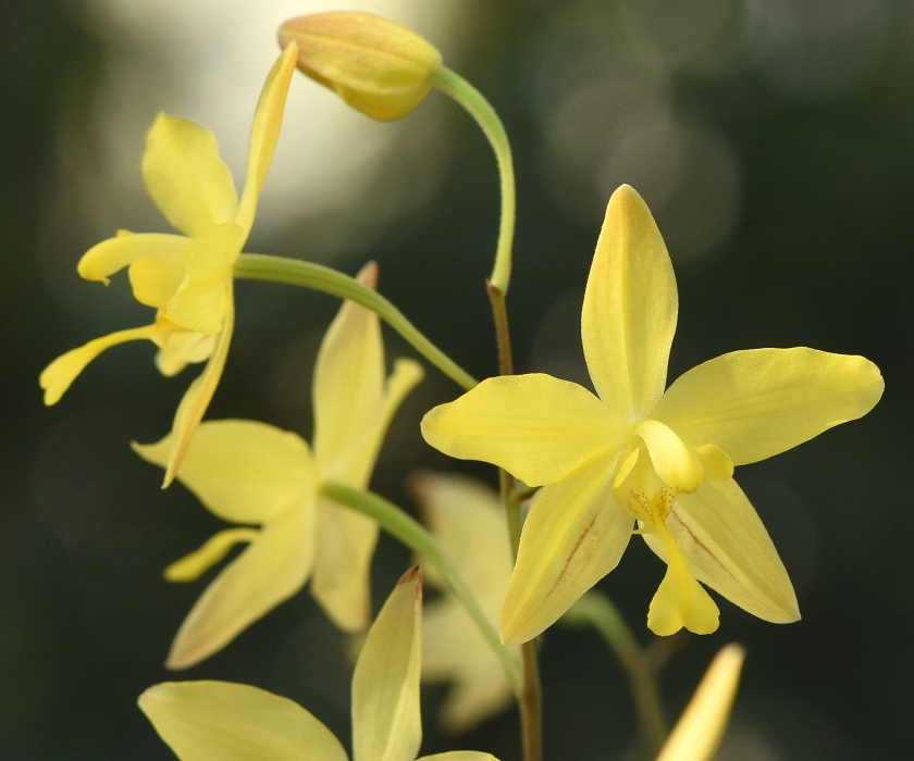 Spathoglottis affinis