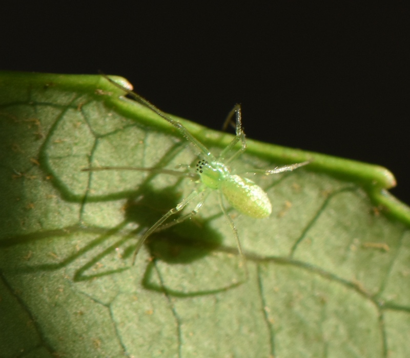 ヤツデの葉の裏のウロコアシナガグモ
