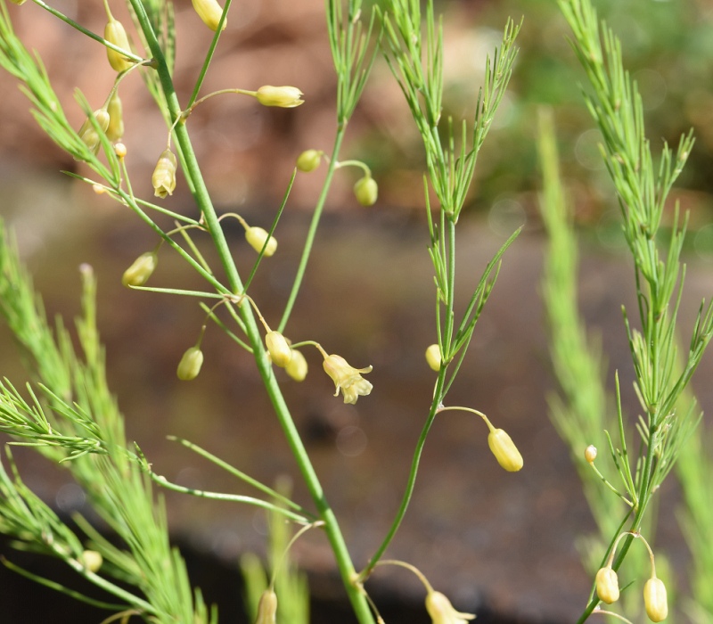 アスパラガスの花