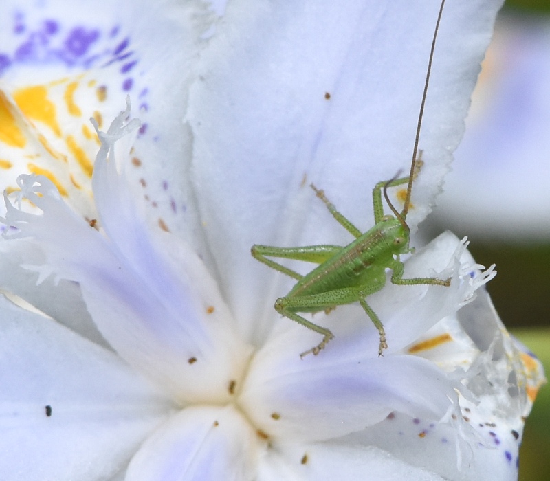 ヤブキリの幼虫