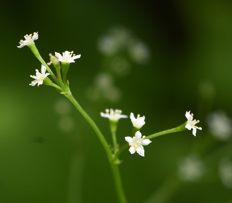 ミツバの花