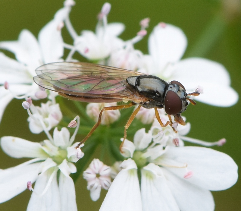 コリアンダーの花に来た双翅目の1種