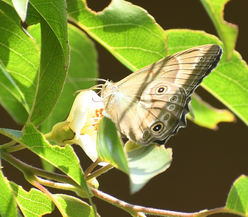 ヒメシャラの花に来たヒカゲチョウ