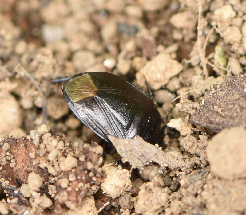 土に潜ろうとするツチカメムシ