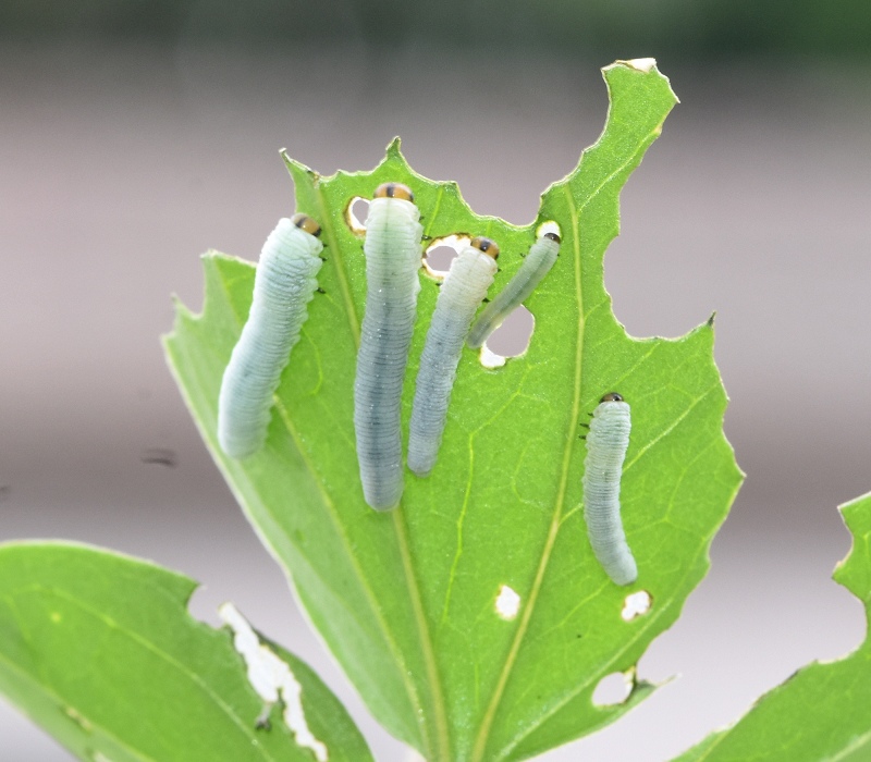 キイロハバチの幼虫