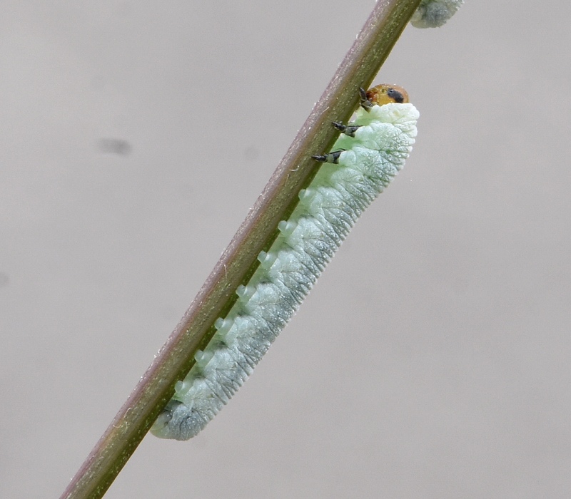キイロハバチの幼虫