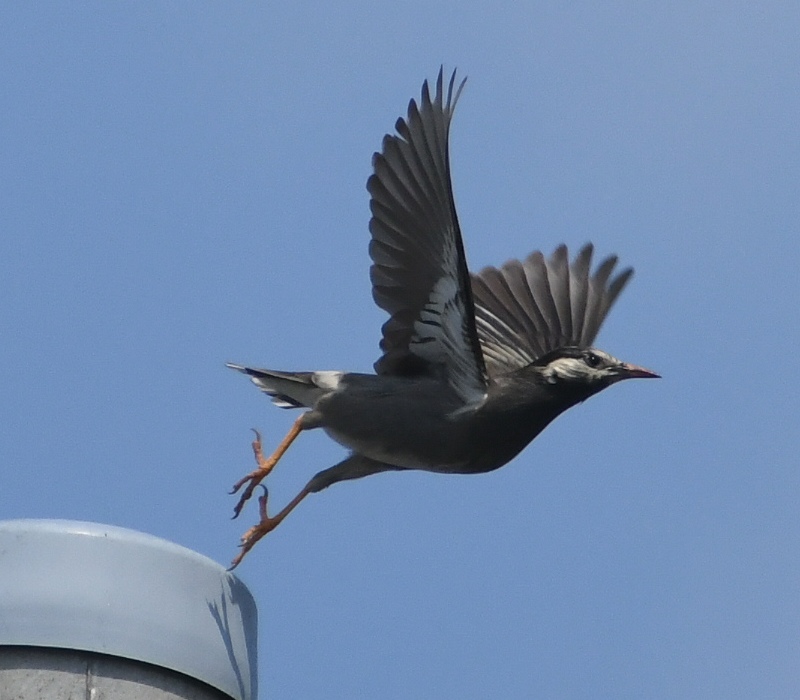電柱から飛び立つムクドリ
