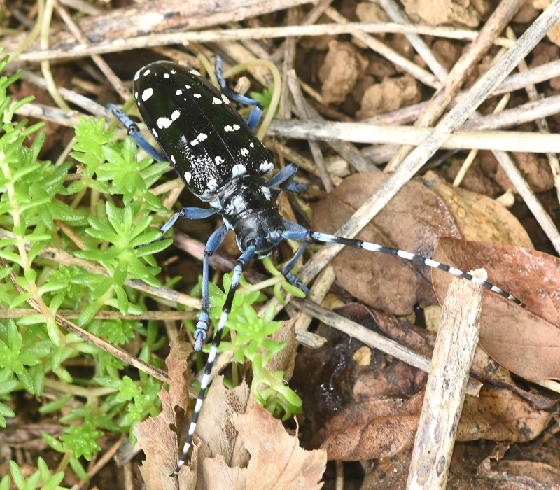 ゴマダラカミキリ