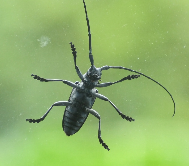 ゴマダラカミキリ