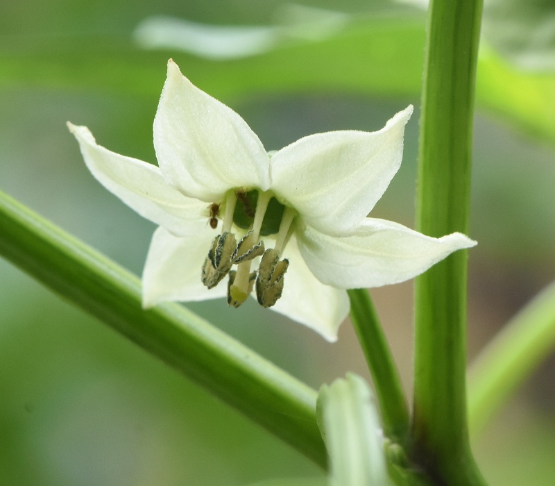 ピーマンの花