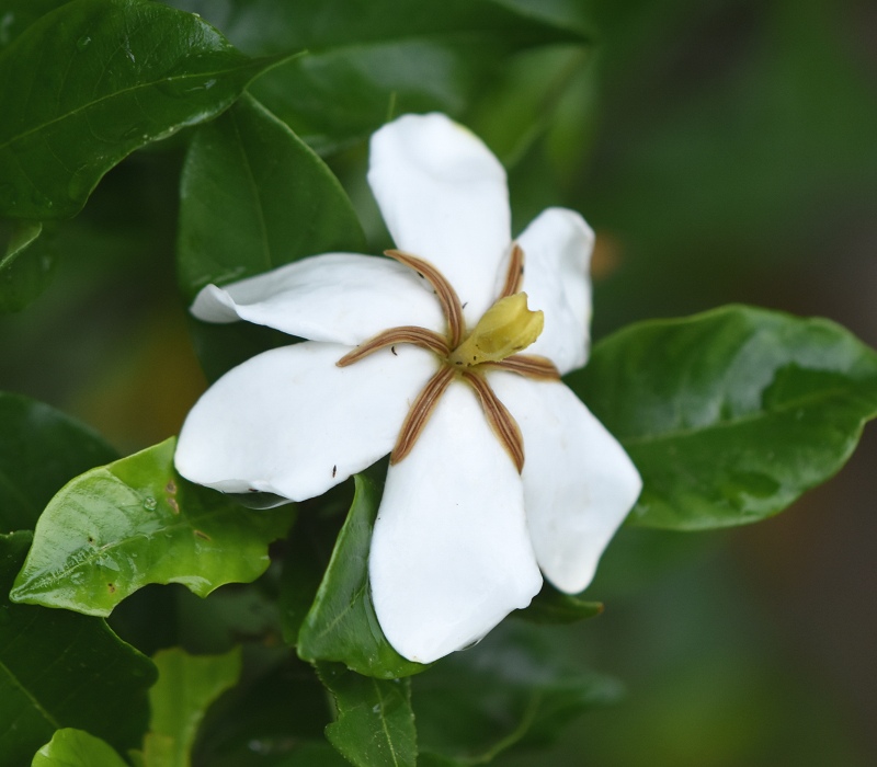 クチナシの花