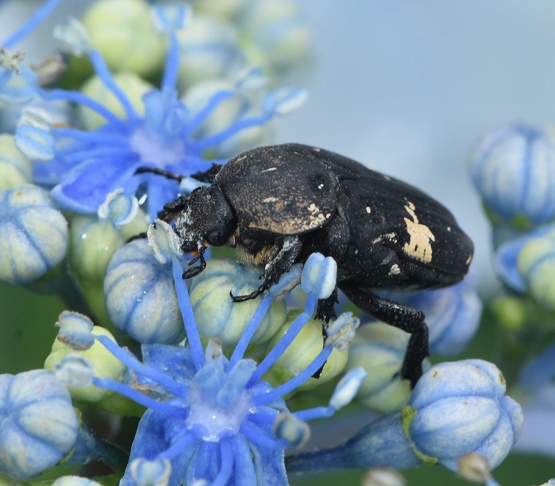 アジサイの花粉を食べるクロハナムグリ