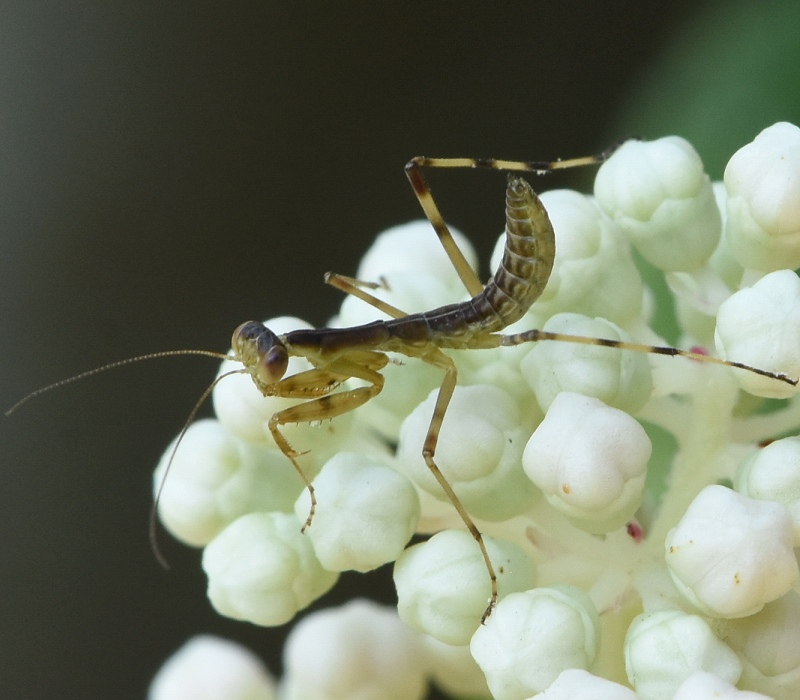 ハラビロカマキリの幼虫