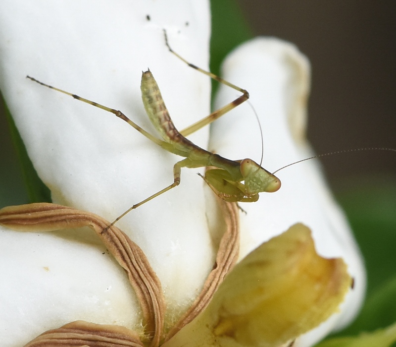 ハラビロカマキリの幼虫