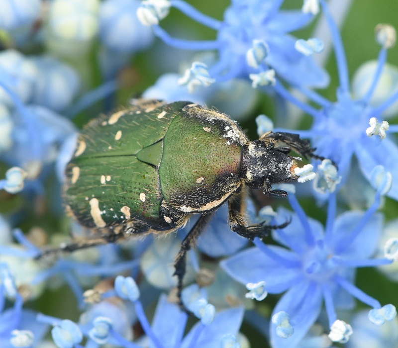 アジサイの花粉を食べるコアオハナムグリ