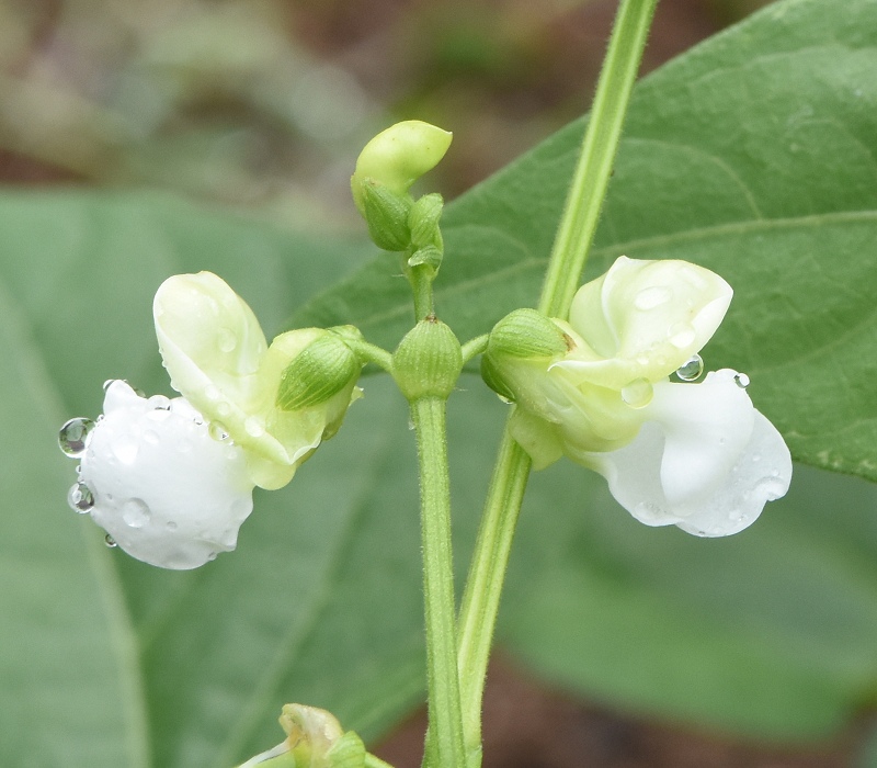 雨の水滴が残るモロッコインゲンの花
