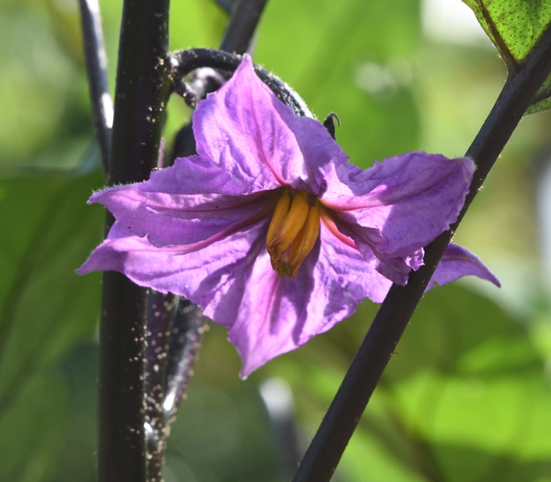 ナスの花