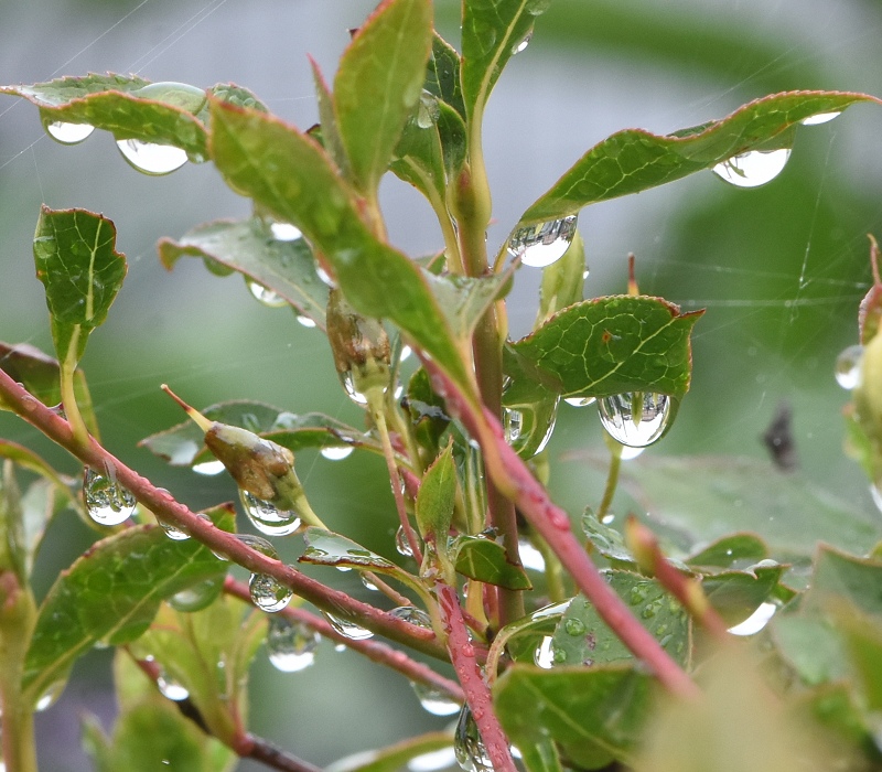 雨上がりの朝のドウダンツツジ