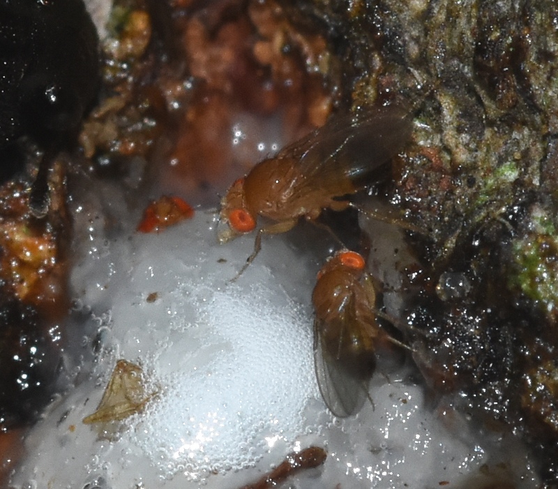 コナラの樹液に来たショウジョウバエの仲間