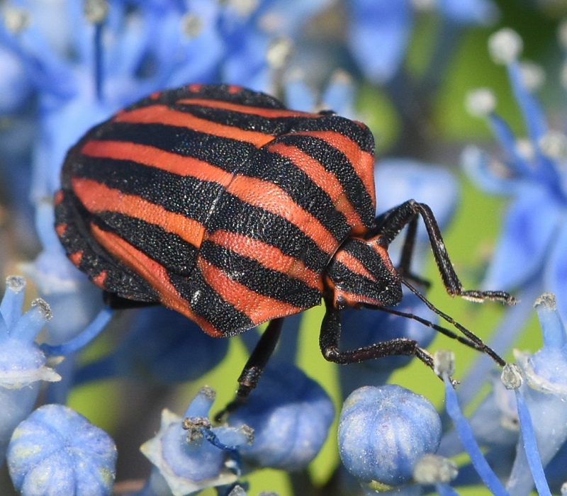 アカスジカメムシ
