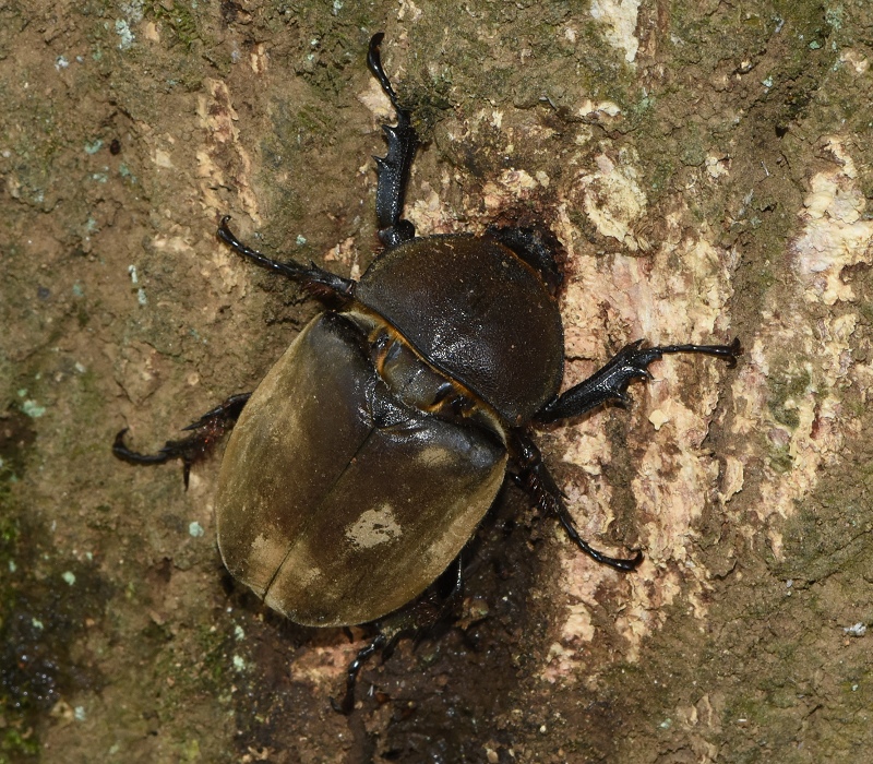 カブトムシの雌