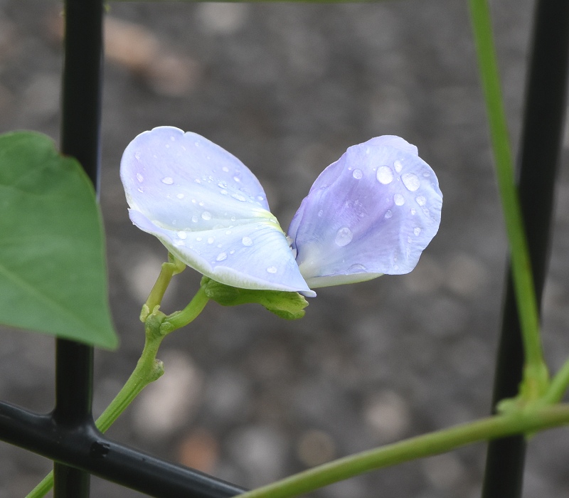 シカクマメの花