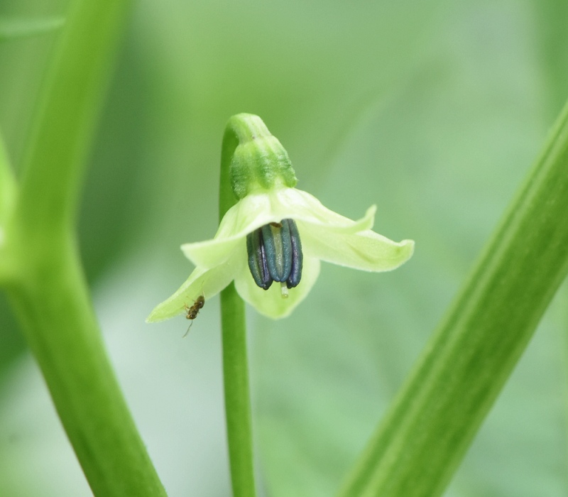 キダチトウガラシ（島とうがらし）の花