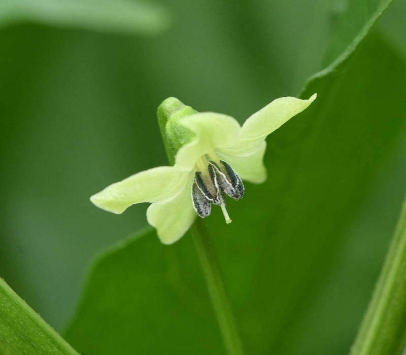 キダチトウガラシ（島とうがらし）の花