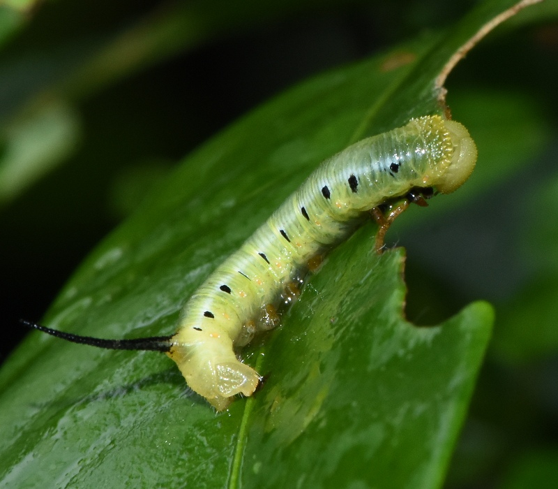 クチナシにいたオオスカシバの幼虫