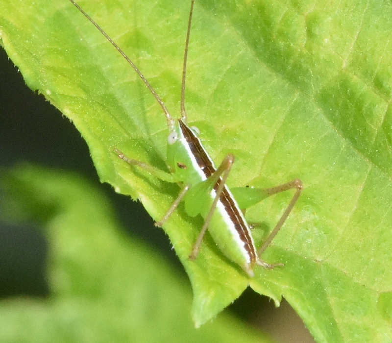 ホシササキリの幼虫
