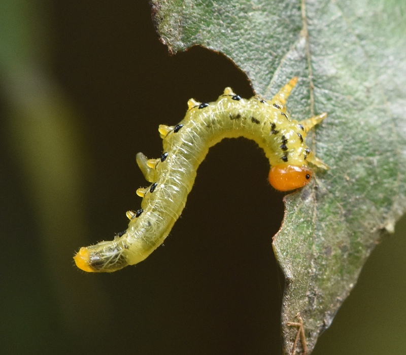 ヒラアシハバチの幼虫