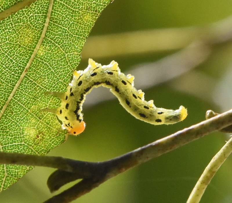 ヒラアシハバチの幼虫