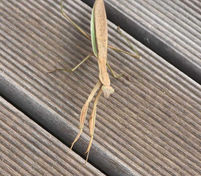 オオカマキリ