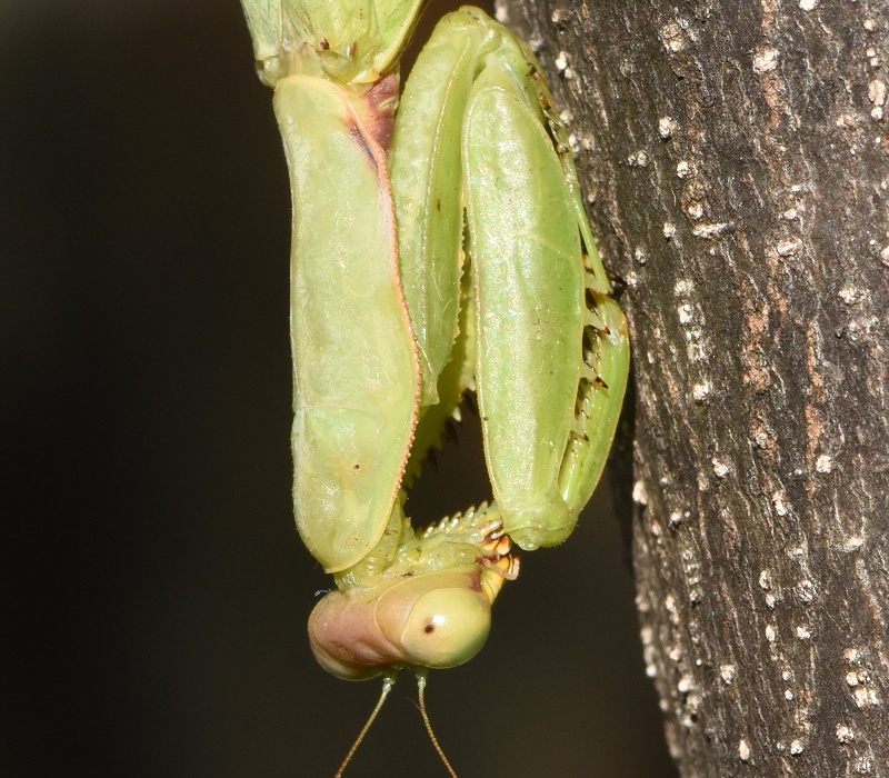ハラビロカマキリ