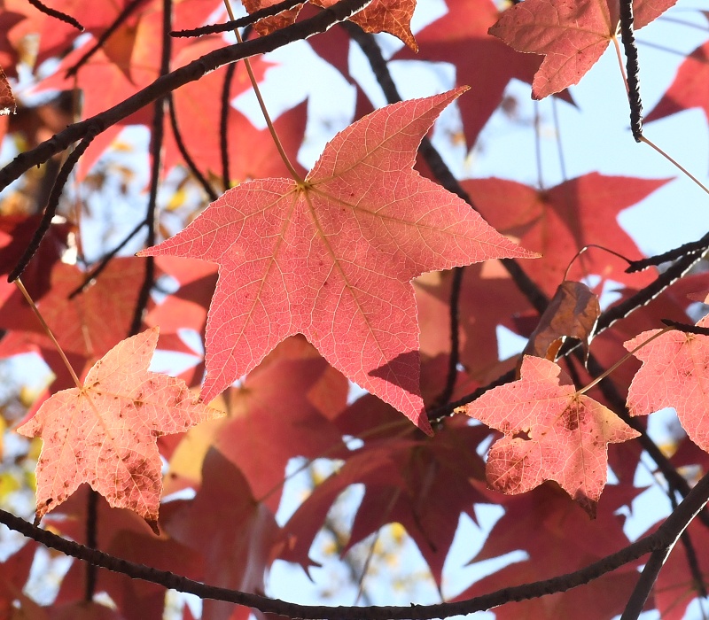 モミジバフウの紅葉