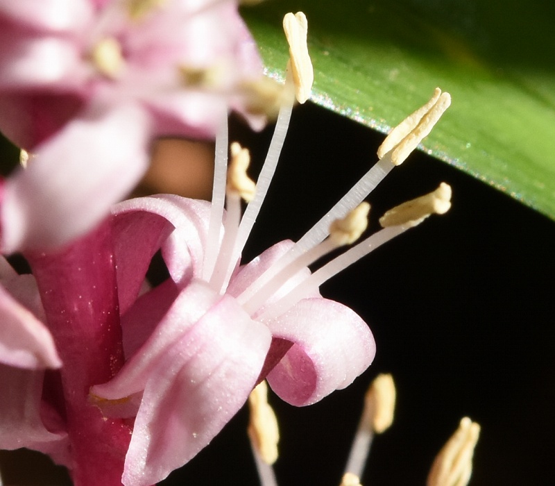 キチジョウソウの雄性花